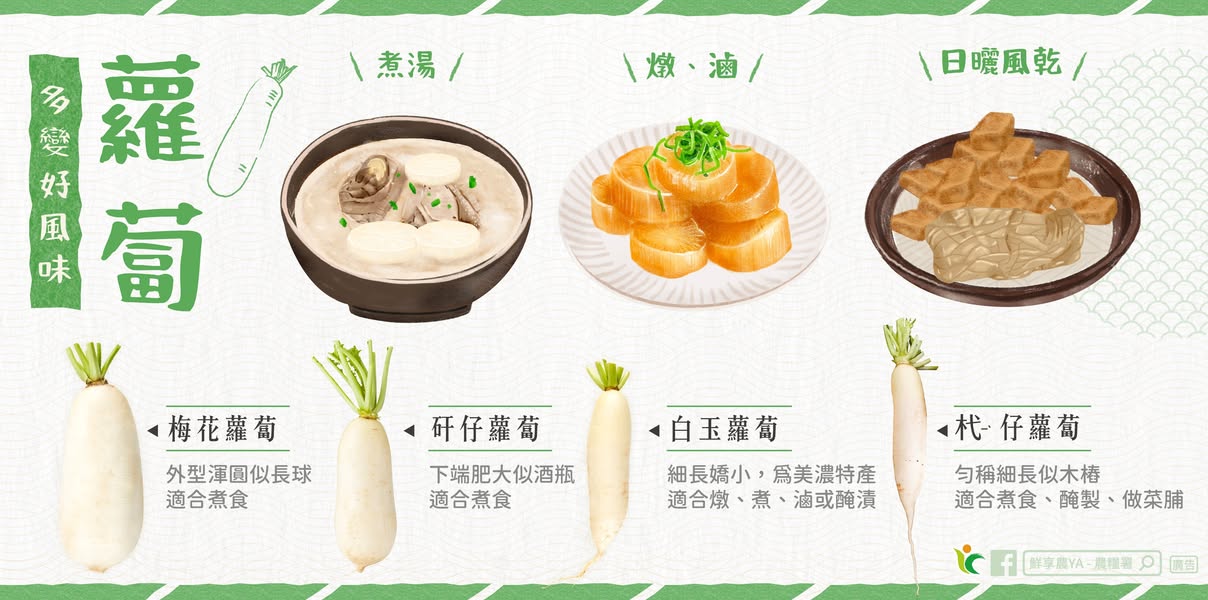 白蘿蔔怎麼挑、怎麼放？從種類介紹到保存技巧一次學會