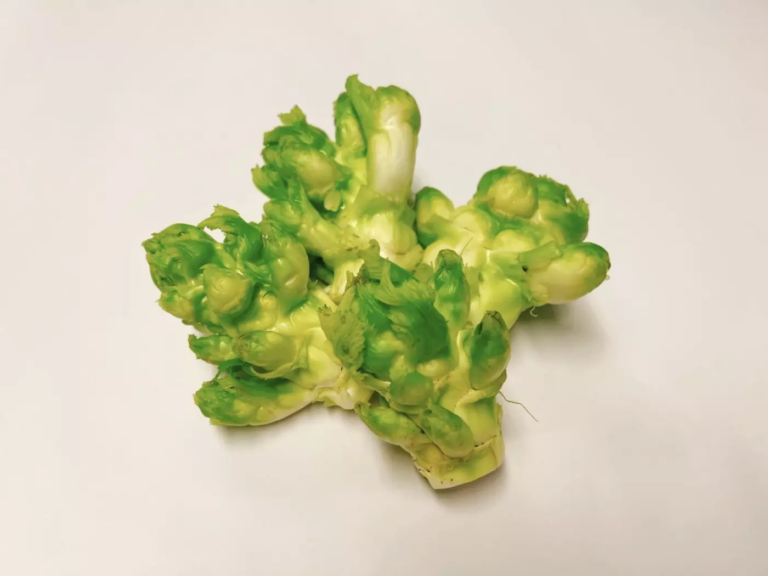 娃娃菜怎麼煮才不苦？3 個關鍵技巧，讓高山抱子芥菜鮮甜好吃！