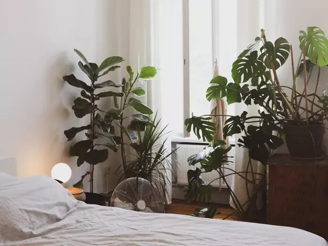 新年招財室內植物推薦/綠化辦公室、淨化房間空氣,好照顧的居家觀賞盆栽 新年招財室內植物推薦/綠化辦公室、淨化房間空氣,好照顧的居家觀賞盆栽