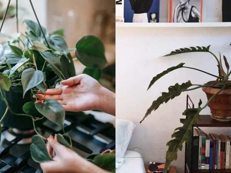 耐陰好照顧不挑人!8 款室內植栽打造自然系居家氛圍 耐陰好照顧不挑人!8 款室內植栽打造自然系居家氛圍