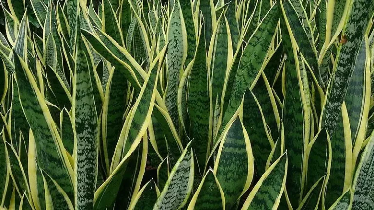 【農曆新年開運植栽推薦】室內空氣差? 6 種助居家淨化空氣植物,打造舒服空間!