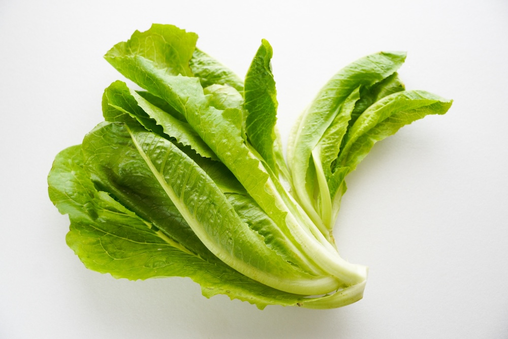 萵苣家族的成員你都認識嗎?萵苣和哪些食材一起保存會更快黃化? 萵苣家族的成員你都認識嗎?萵苣和哪些食材一起保存會更快黃化?