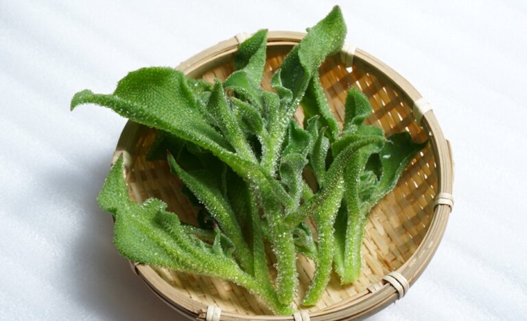 爽脆又帶有鹹味的「冰花」是什麼樣的食材？分享3種簡單的冰花吃法