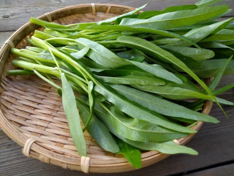 空心菜又名蕹菜，其中空的莖部有何作用？如何讓炒空心菜保持翠綠不變黑？