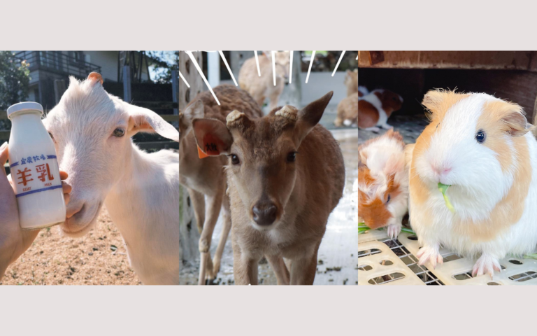 宜蘭親子農場推薦！餵小鹿、擠牛奶、採果體驗一次玩，親子同樂全攻略