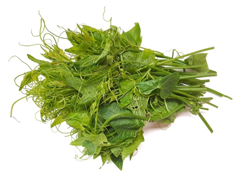 龍鬚菜就是佛手瓜植株的嫩梢！不耐久放的龍鬚菜要如何挑選與保存？