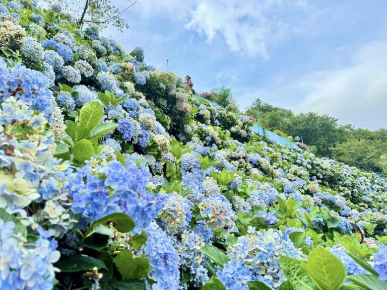 繡球花海太夢幻！全台最大8,000坪「高家繡球花田」開園倒數，參觀資訊、入園收費一次看