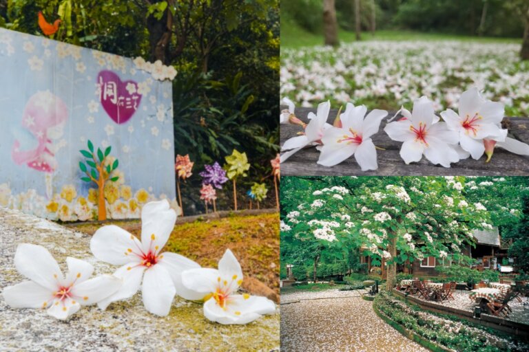 2025新北市客家桐花祭登場！六大路線、49梯次賞花遊程開放報名，走入客庄感受浪漫紛飛五月雪
