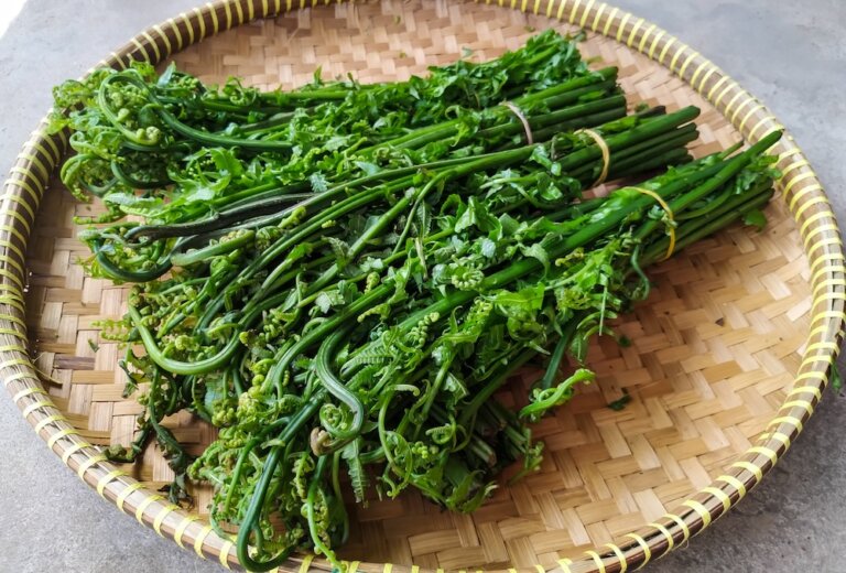 過貓其實是「過溝菜蕨」的俗稱！過貓怎麼料理可以去澀不刮舌？