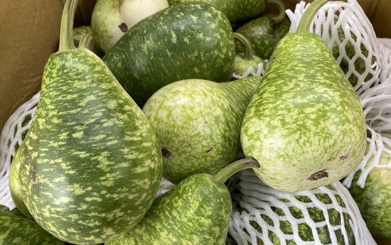 百變的蒲瓜家族有哪些成員？清甜爽口的「蒲仔麵」要怎麼煮？