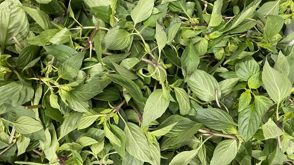 九層塔其實沒有九層!為什麼九層塔很容易變黑?如何將它運用在料理中? 九層塔其實沒有九層!為什麼九層塔很容易變黑?如何將它運用在料理中?