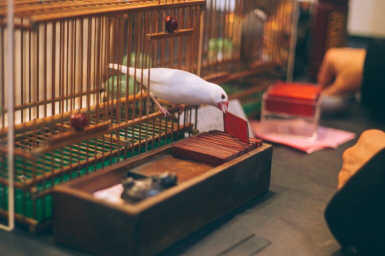 鳥卦、靈龜、媽祖廟：到算命仙聚集的饒河夜市，來趟邊吃邊喝、求神問卜的「開運之旅」